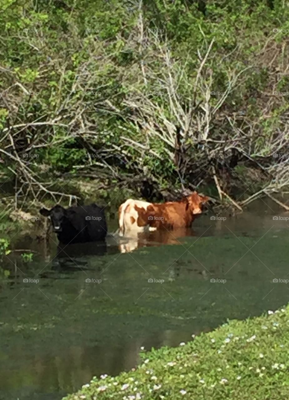 Black and Tan cow cooling off in the fresh water canal in sunny South Florida.  They could careless about the alligators.  Casual swim does a body good.