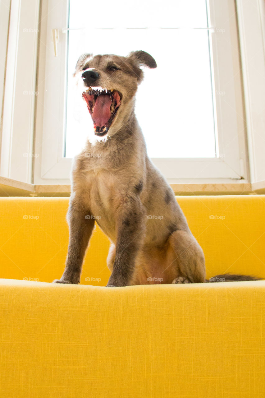 Close-up of dog yawning