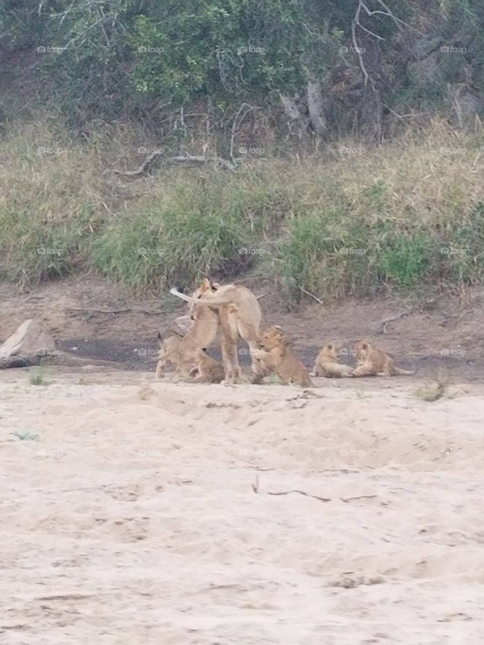 Lions