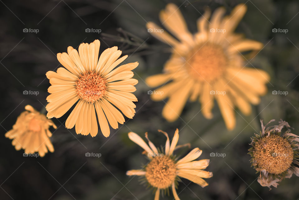 Yellow flowers