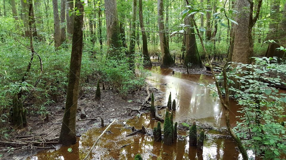 Congaree National Forest Boardwalk- A trip through the swamp.