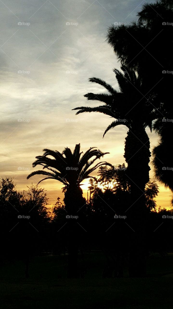Palm Sun