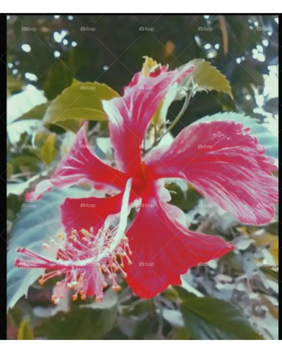 flower