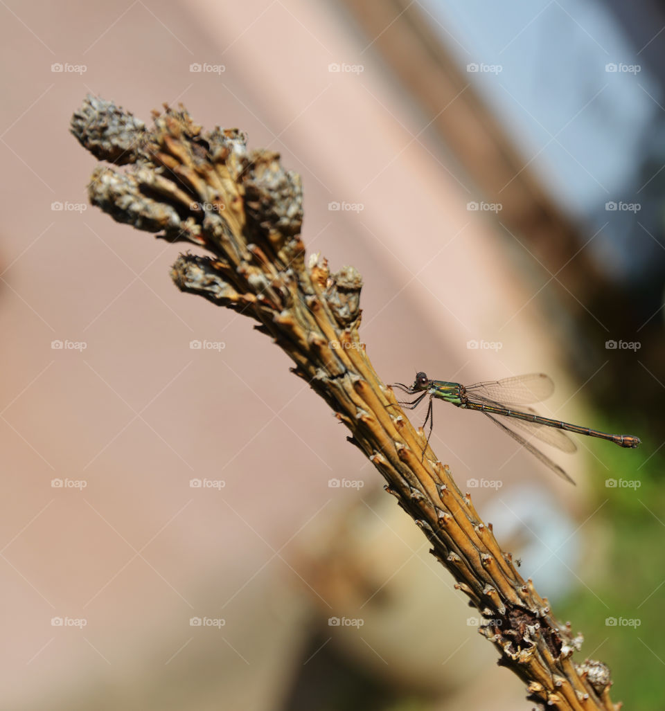 dragonfly. funny dragonfly