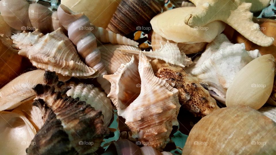 sea shells