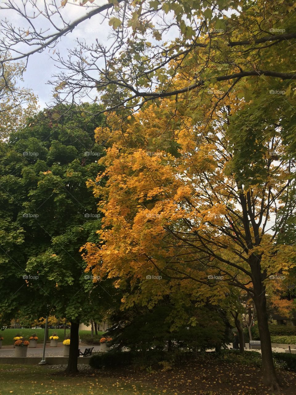 Autumn in Toronto 