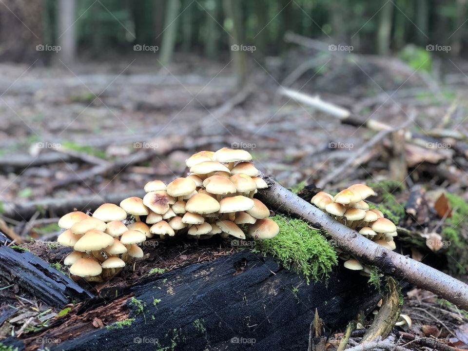 Pilze sammeln im Oktober 