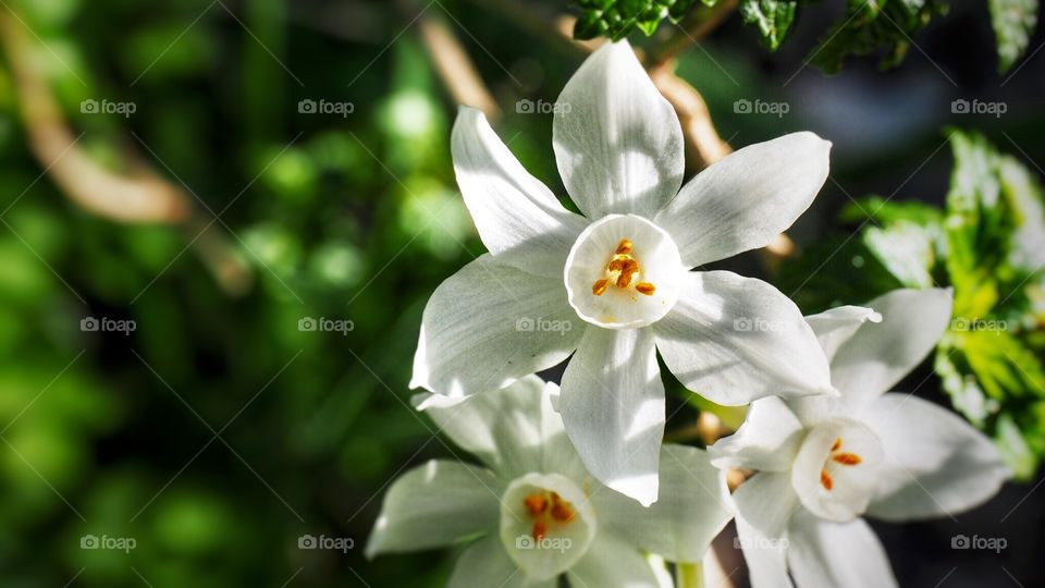 White flower 