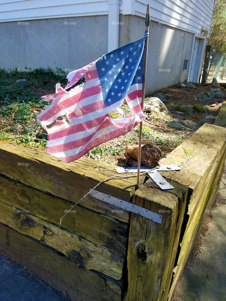 Old tattered American Flag 🇺🇸 blowing in the wind, faded and standing in raised wooden beam garden.