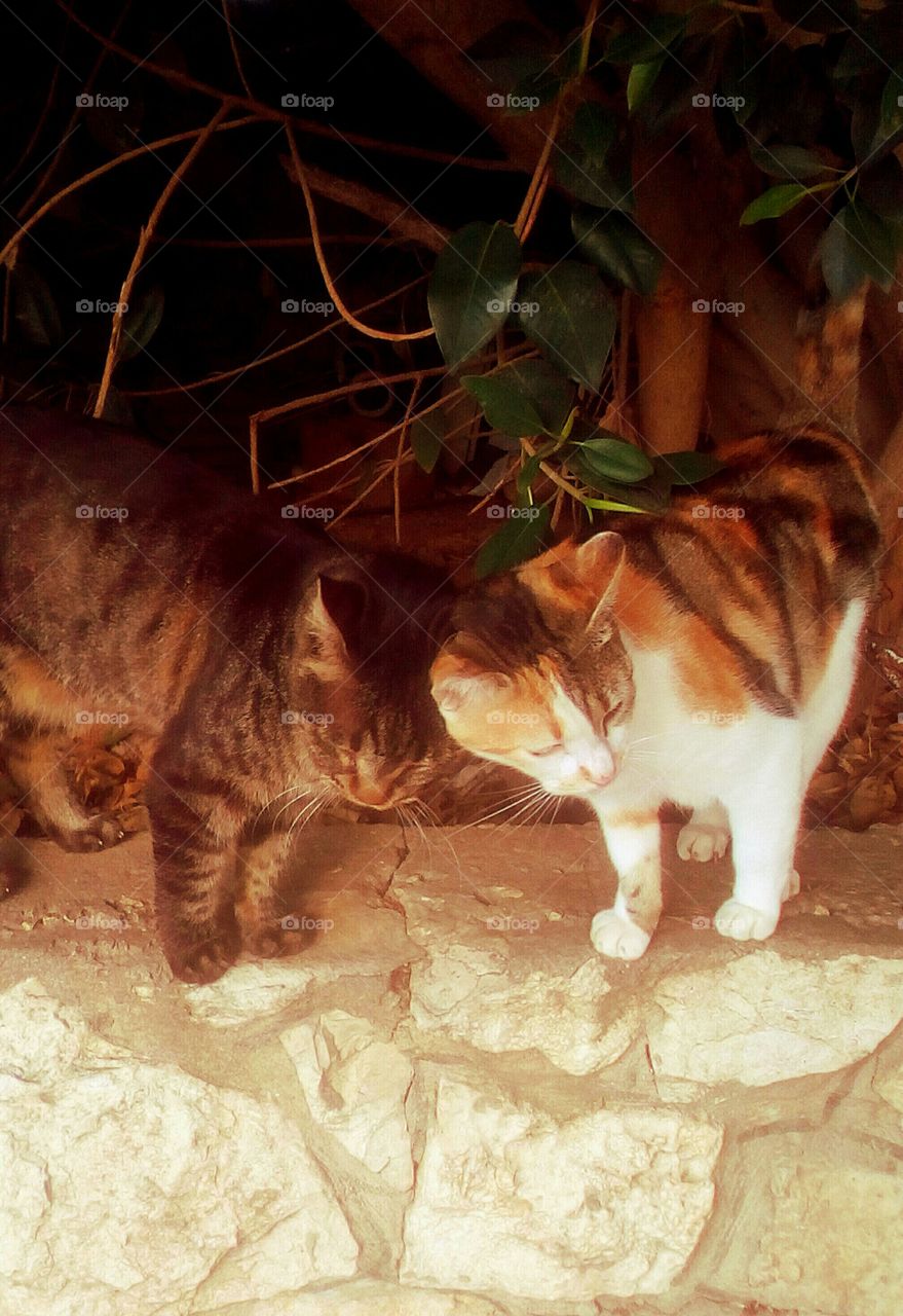 Fun animals in our daily life