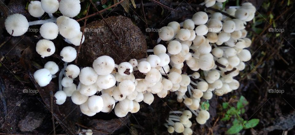 white mushrooms are not for consumption