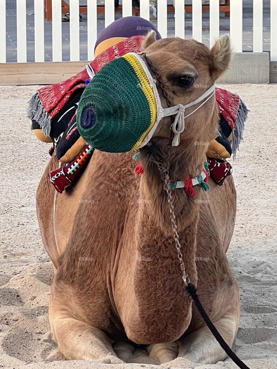 Camel desert 