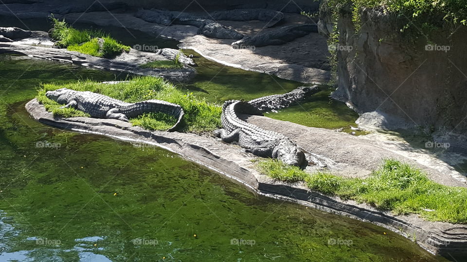 Nile Crocodile sun themselves near the water at Animal Kingdom at the Walt Disney World Resort in Orlando, Florida.