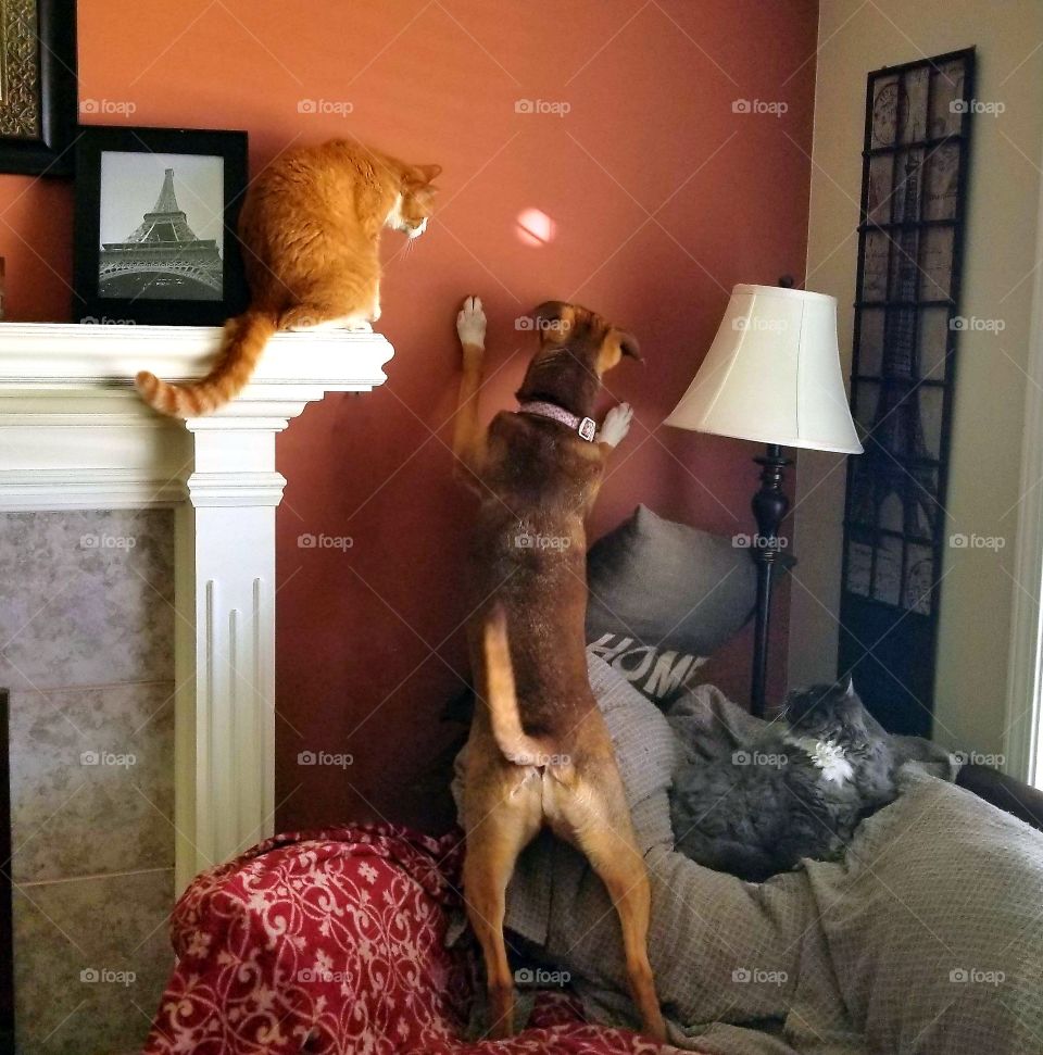 Orange is the color story