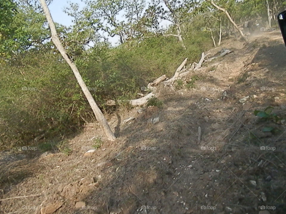 Nature, Landscape, Tree, Wood, Environment