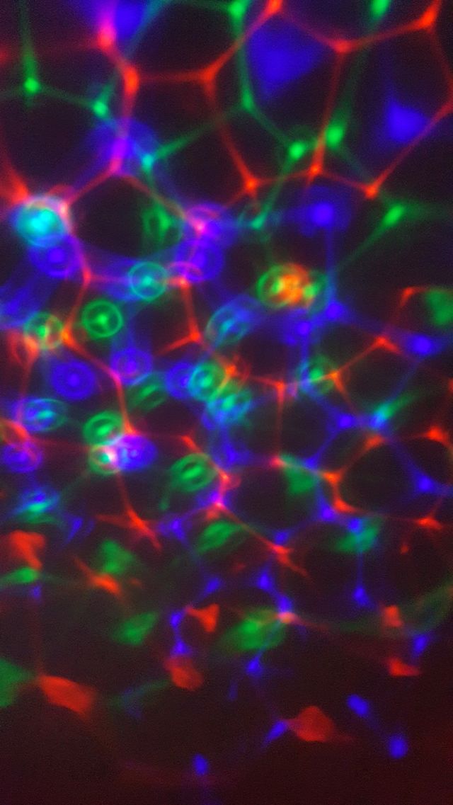 Disco