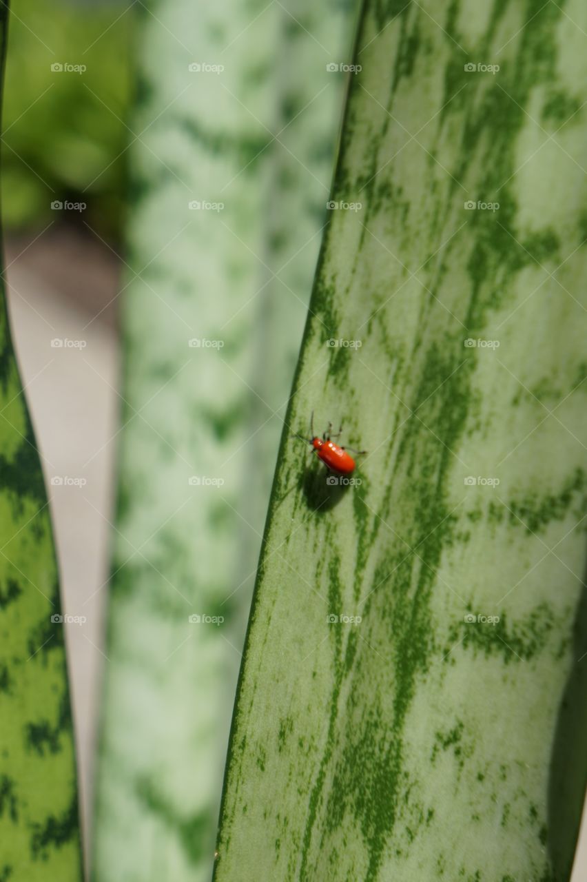 Red bug in garden