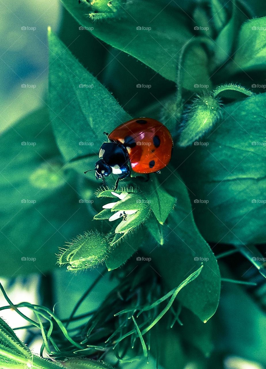 Ladybug, close up