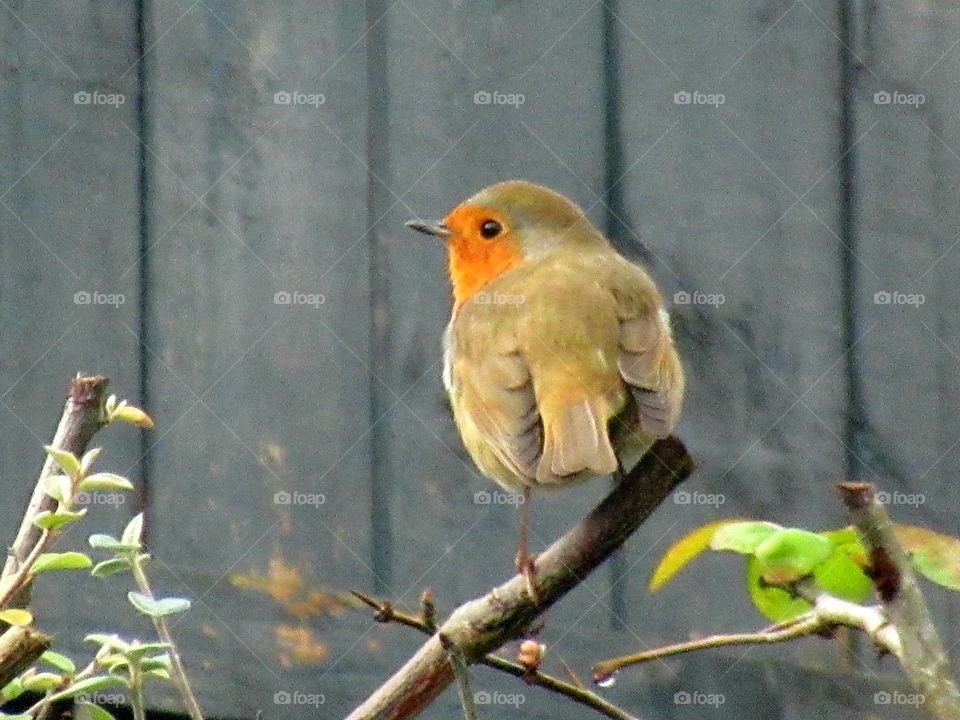 Robin in the garden