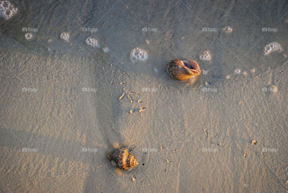 Two Hermit Crab Shells on the Seashore 