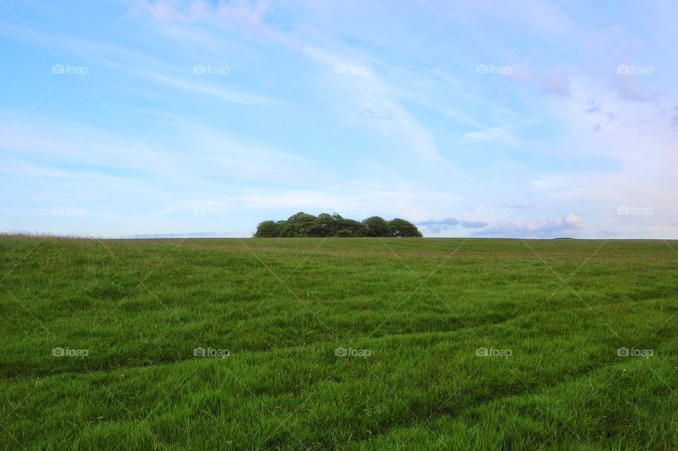 irish field