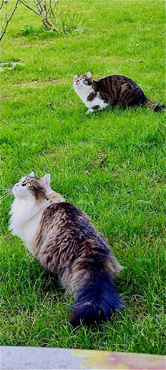 High above in a birdhouse are young tit birds and their parents which definitively attracts the attention of “Roukey” and “Linda”, two cats in a garden in rural “Bavaria”, Germany. 2024. Hypnotic Productions