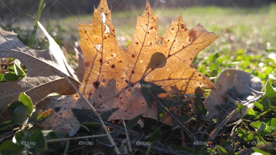 Natural Light and Shadow