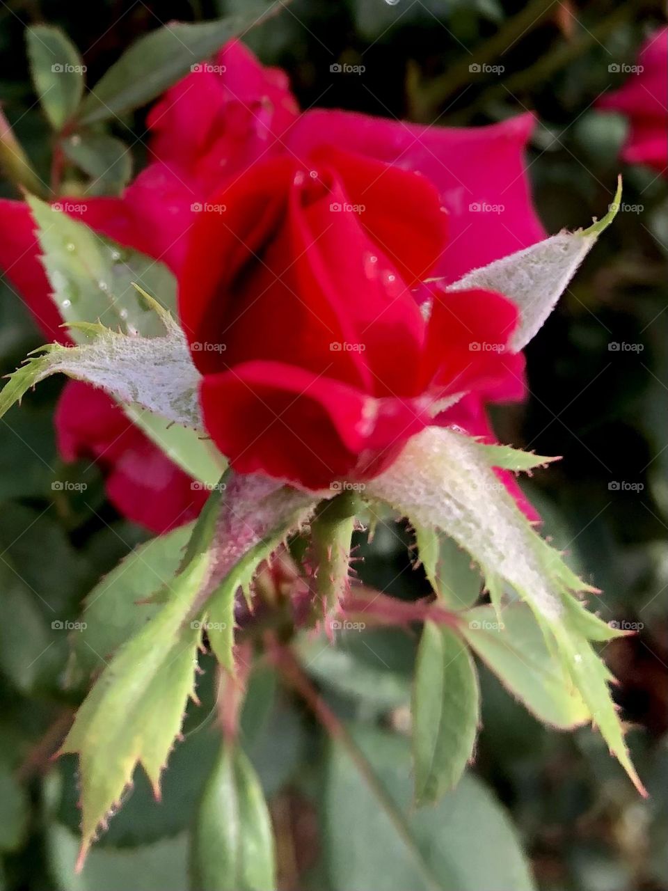 A red rose bud starting to bloom in front of the pink rose that’s in full bloom. 