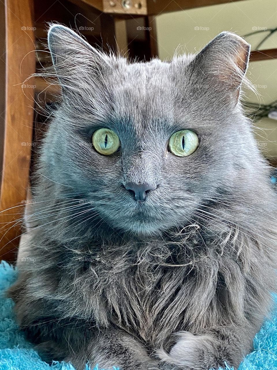 A beautiful gray cat sitting on a blue rug