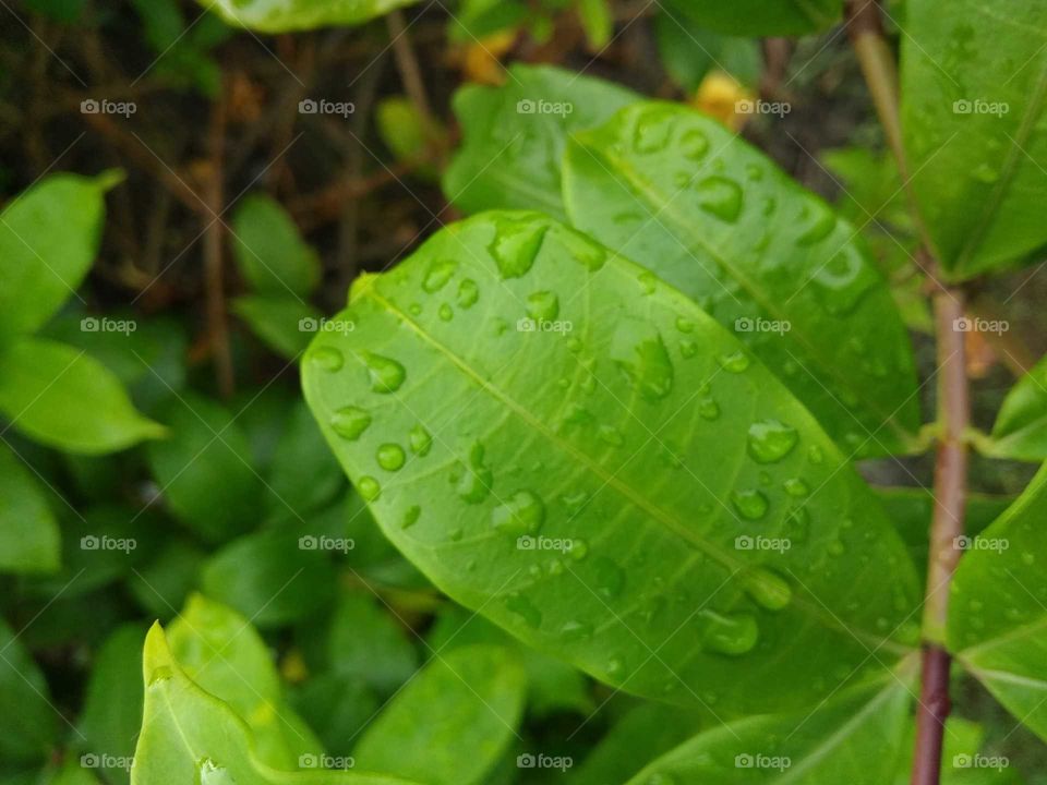 green leaves in rainy drop