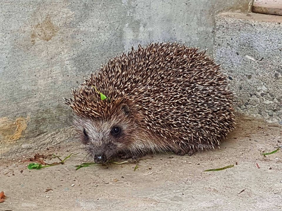 A hedgehog photoshooting