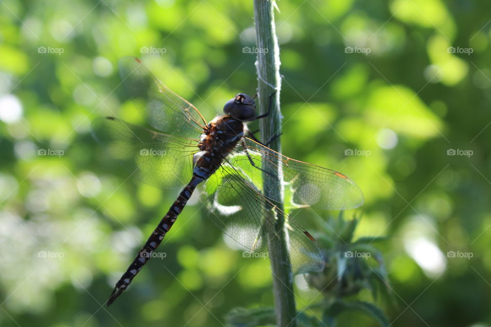dragonfly