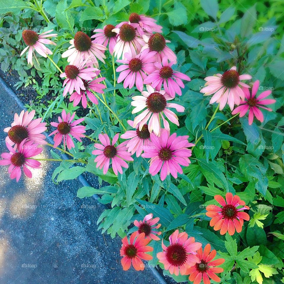 Pink Daisies 