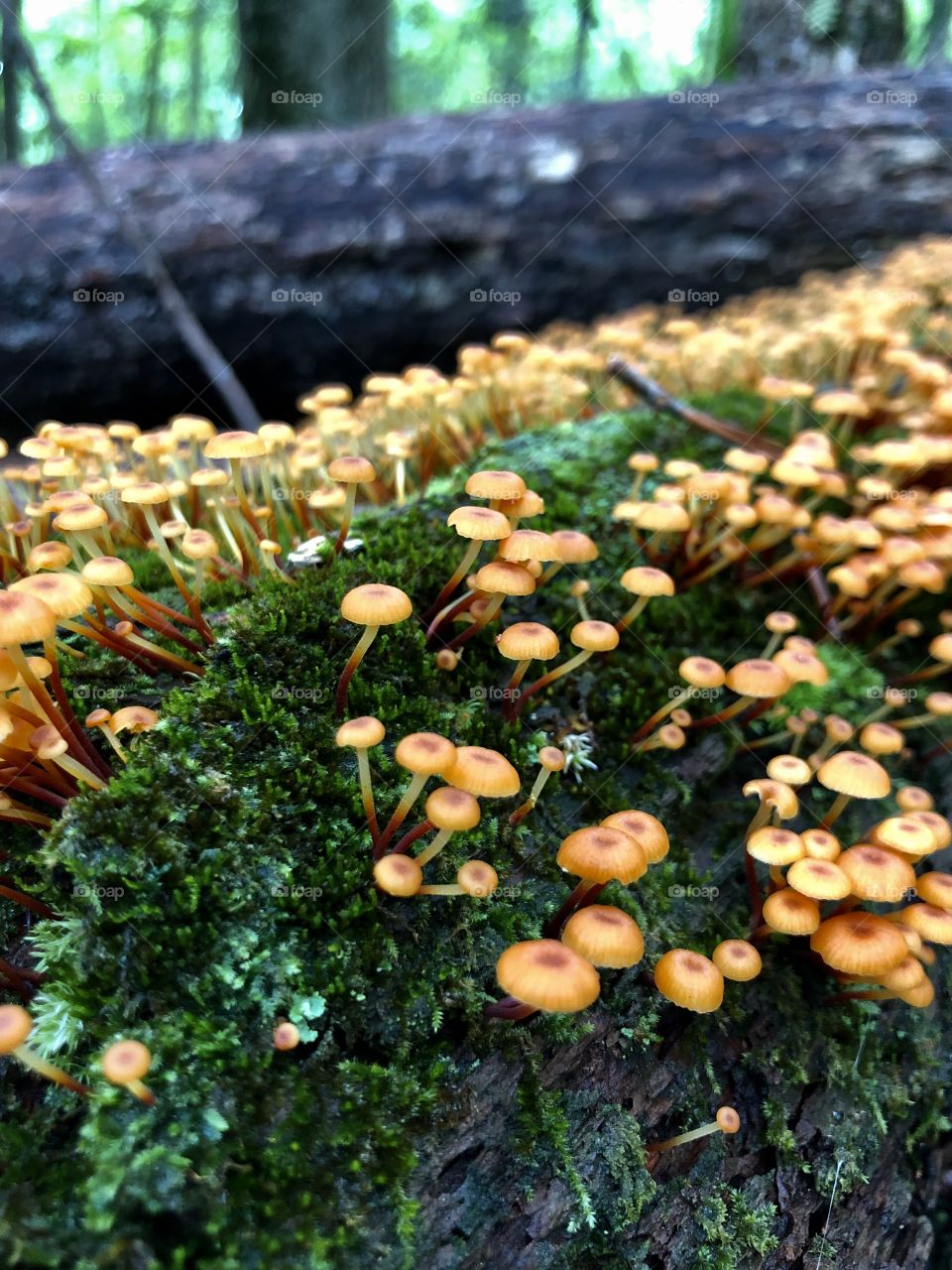 Blanket of moss and tiny mushrooms covering damp decaying log in forest 