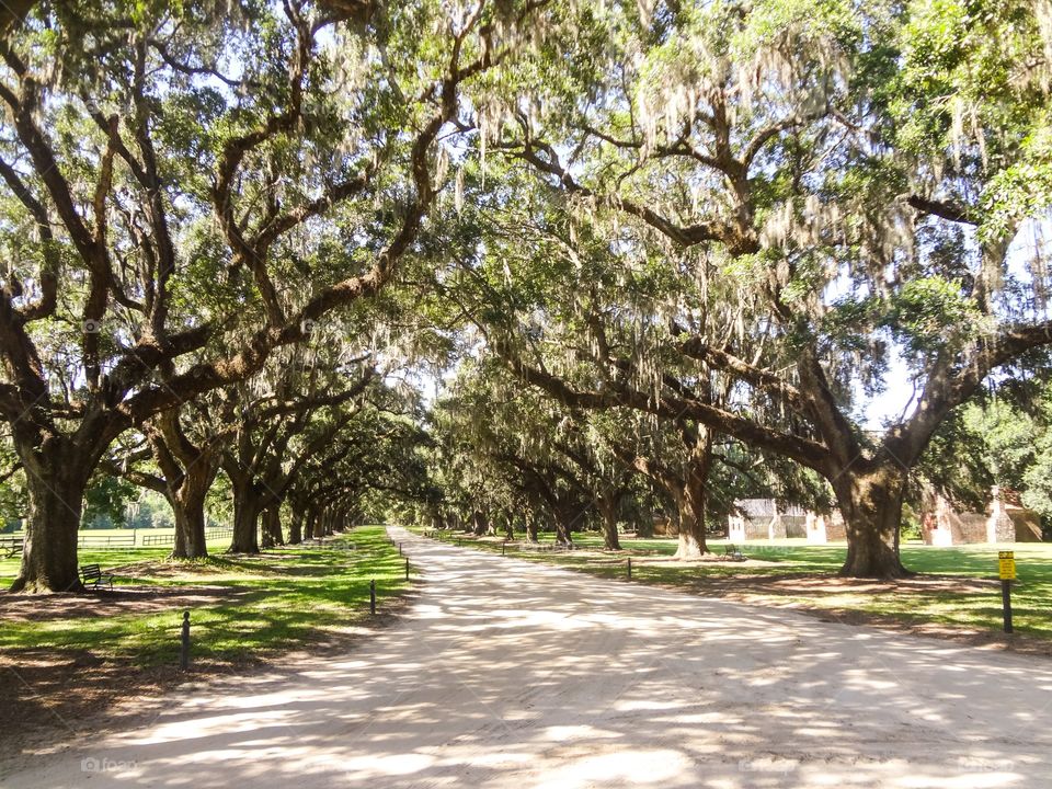 Oaks and Spanish Moss