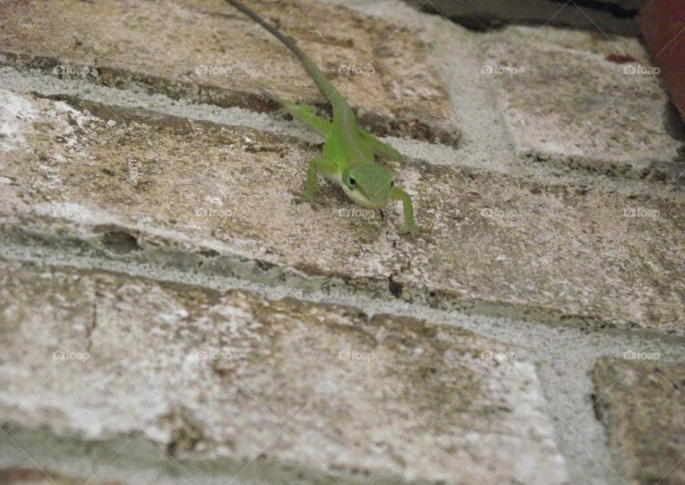 Gecko on a brick wall