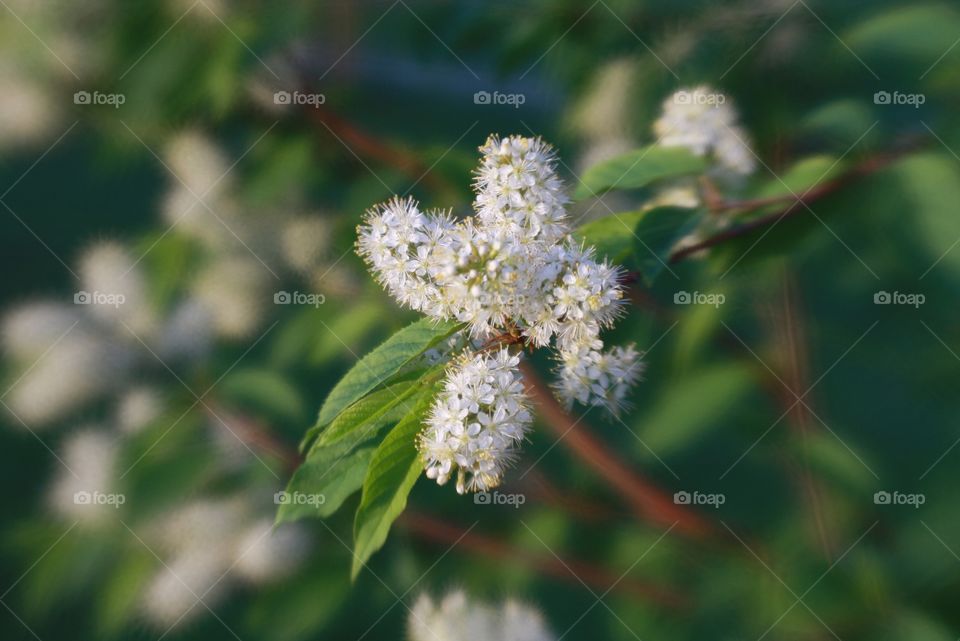 Flowers with nice bokeh