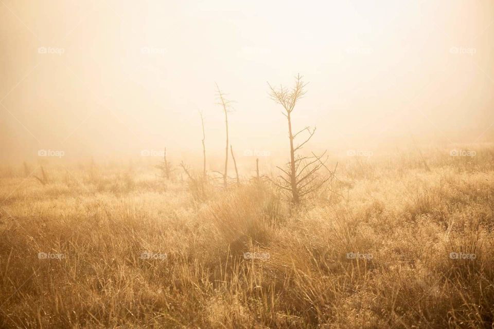 Misty Field