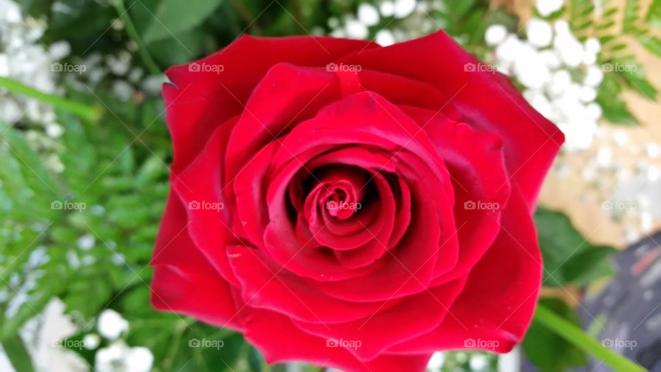 Rose Bouquet. red roses