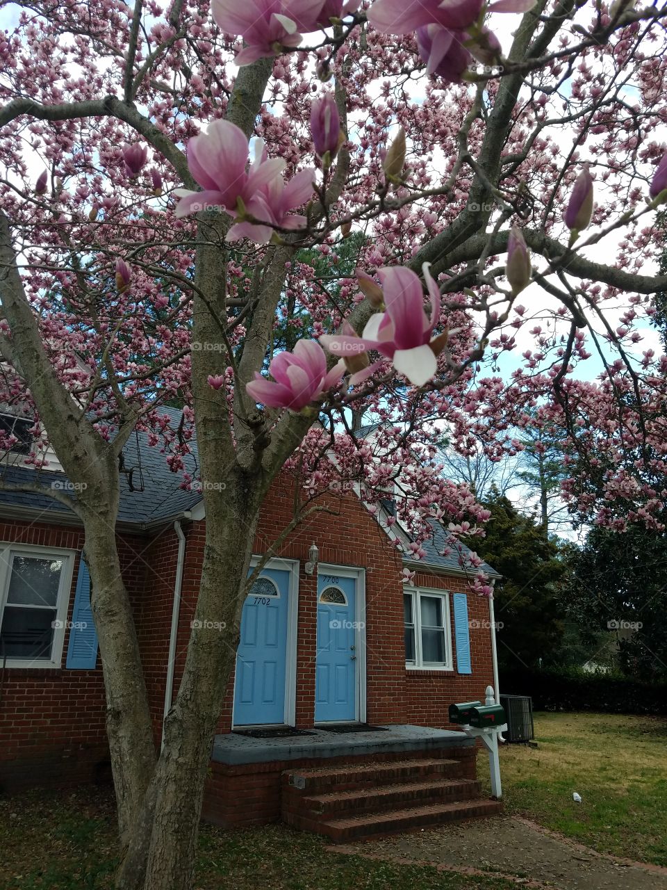 tree blooming flowers by apartment house