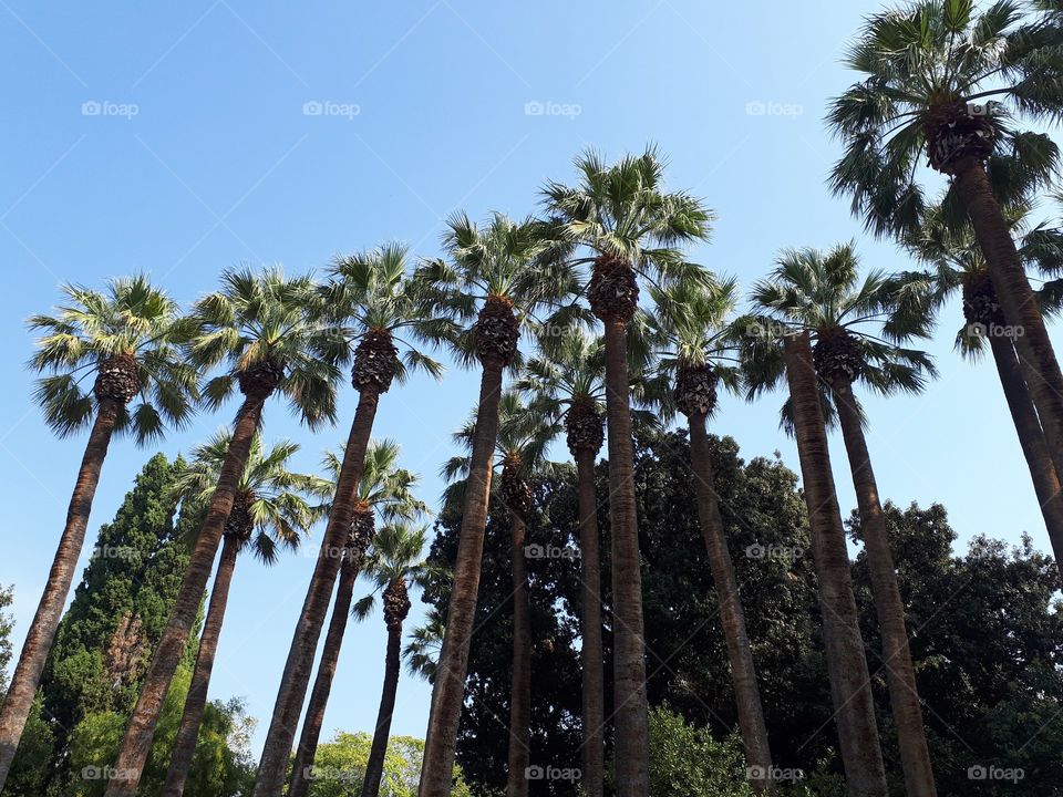 Great trees in Athens