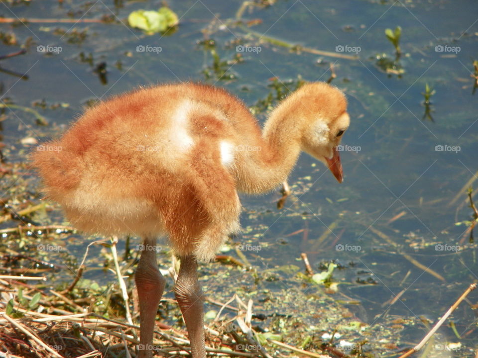 Sandhill Crane colt 