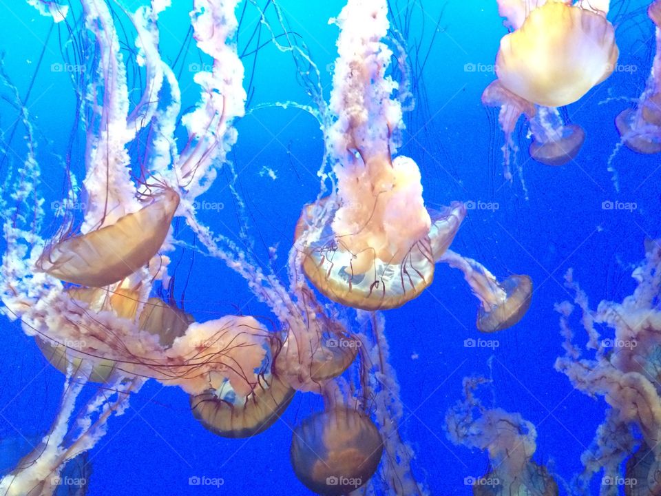 Jellyfish in Monterey- California 