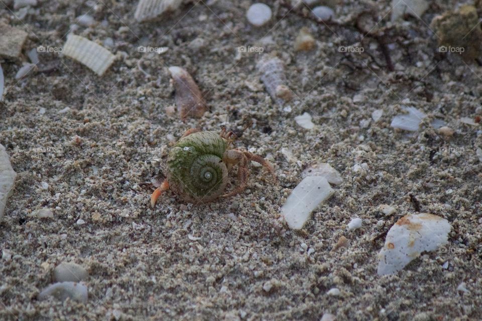 Hermit Crab