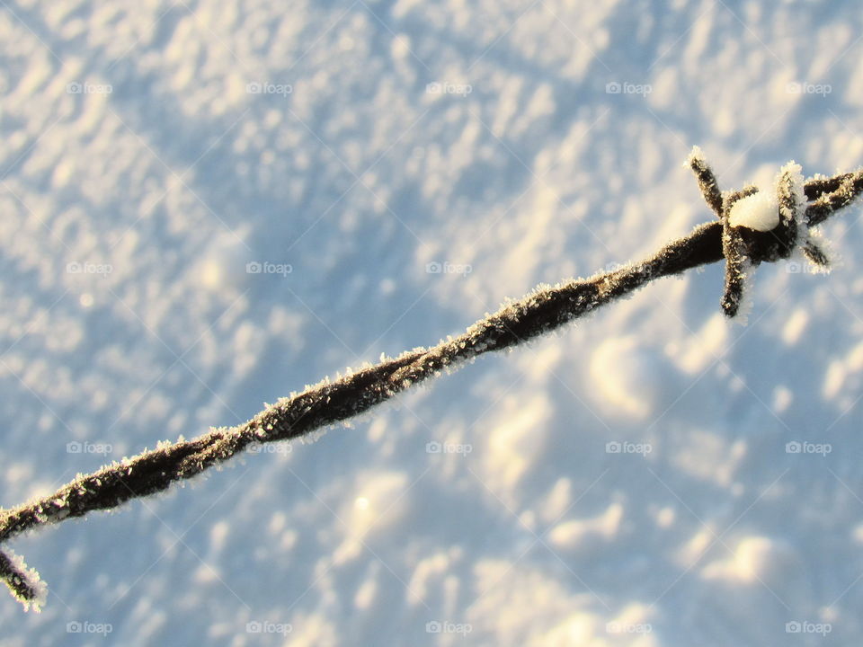 Frosty barb wire