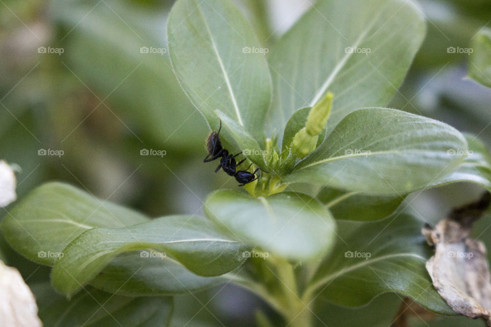 Ant on plant