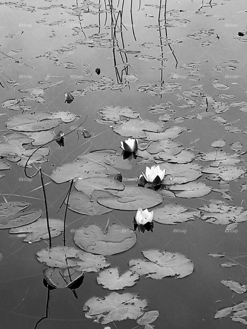 some water lilies on the water