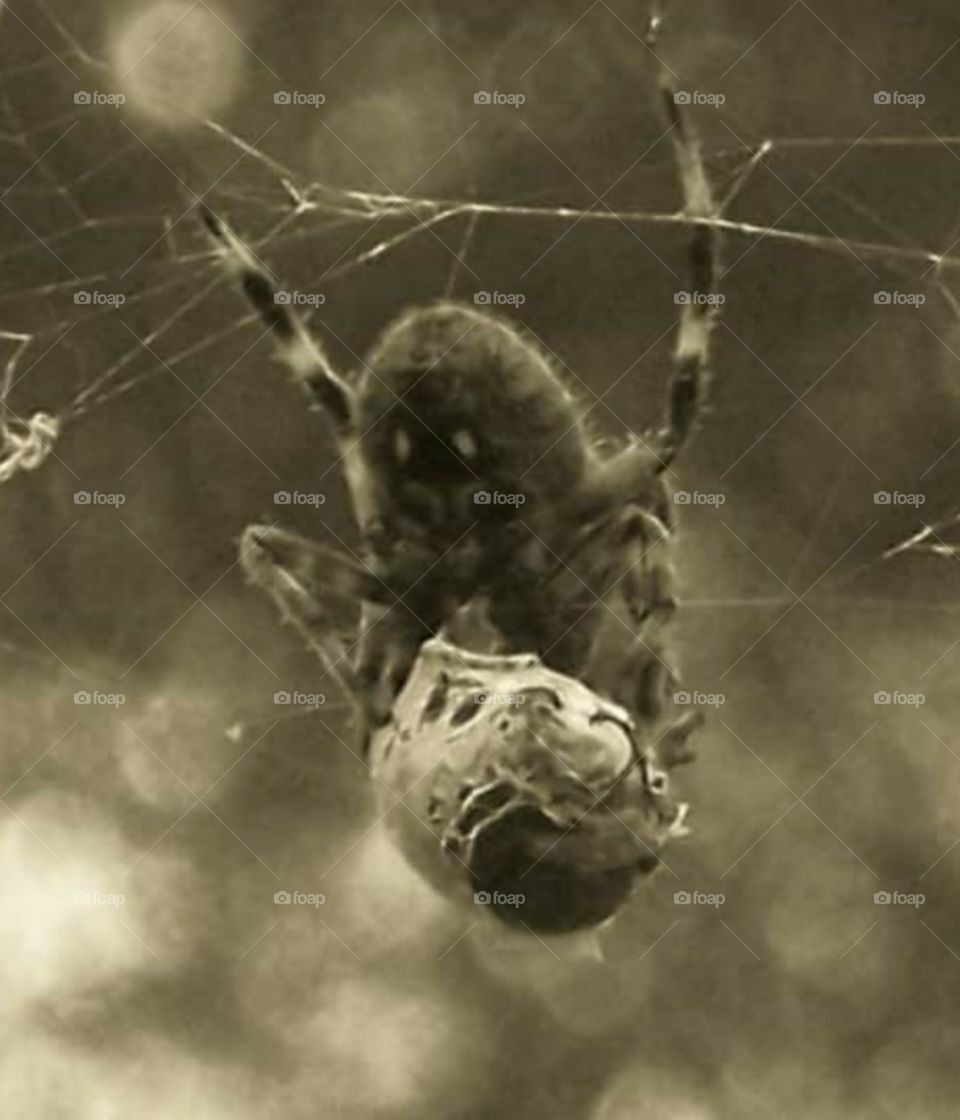 Black and white closeup of Spider wrapping bug in web