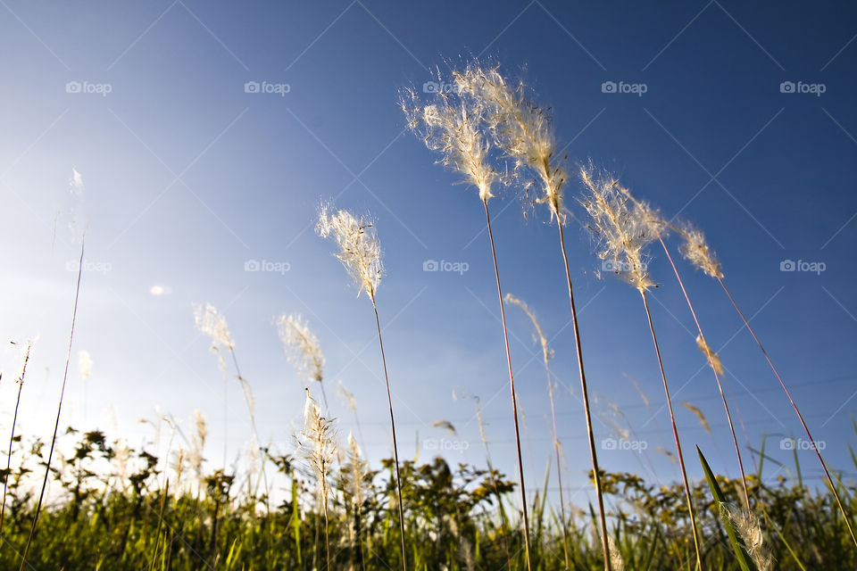 Wheat crop in the field