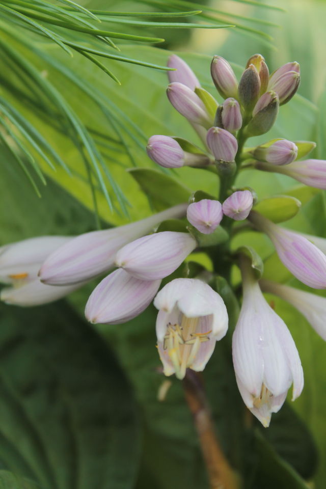 Flowers, buds, lavender, lilies, bouquet, grass, nature, summer, plant, white flower,